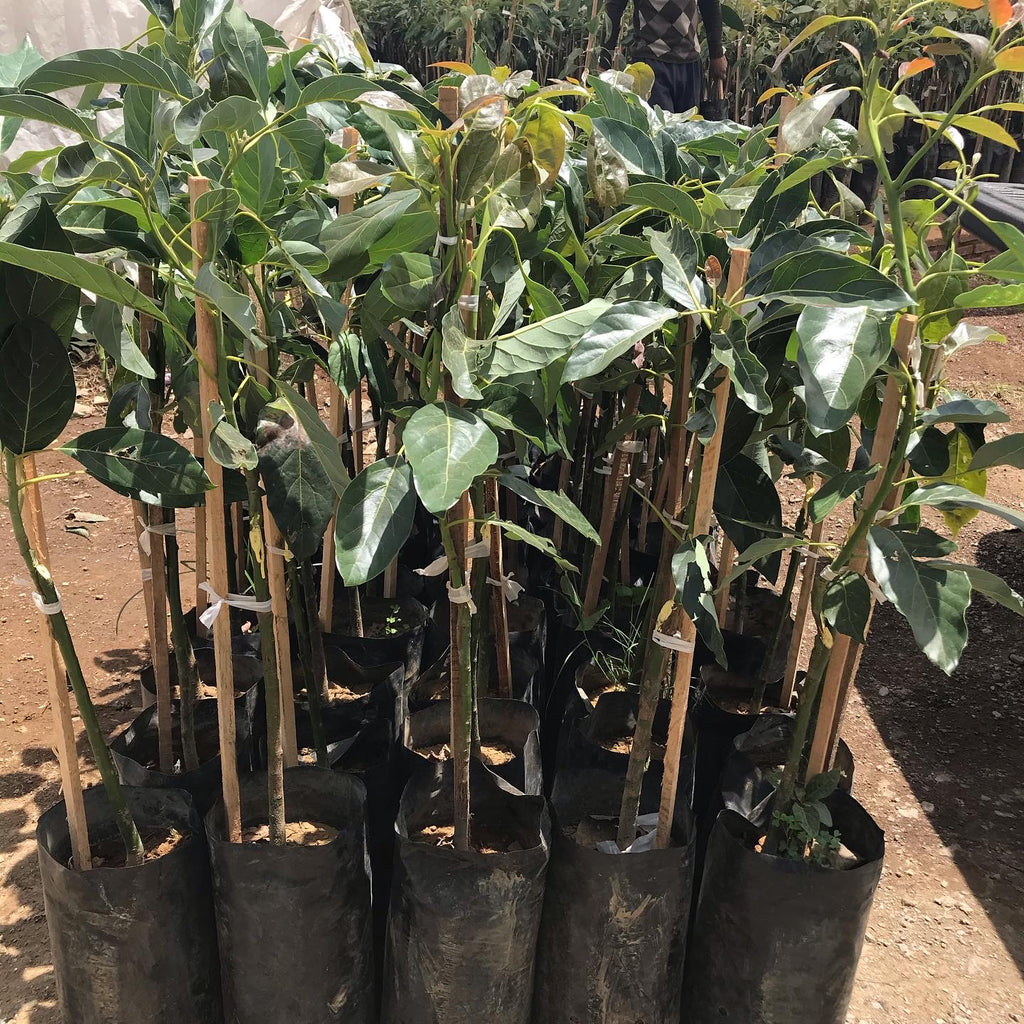 PLANTA AGUACATE HASS MEJORADO INJERTADO