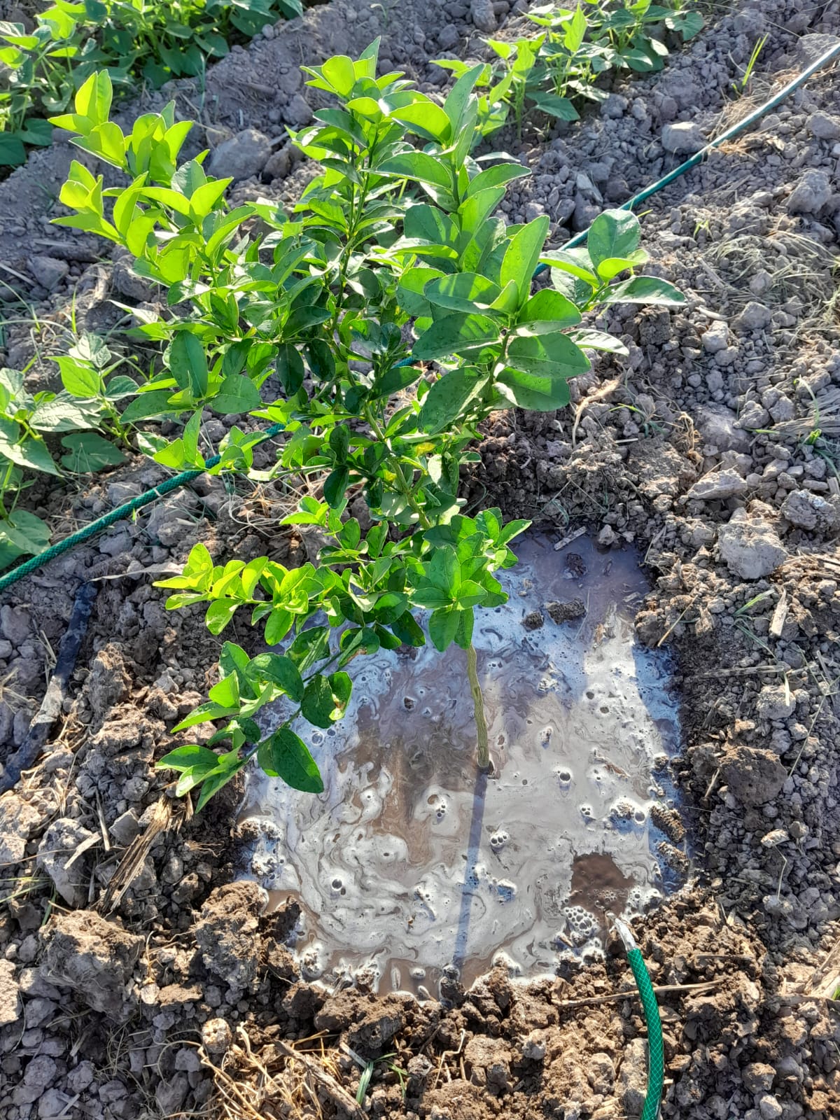 100 PLANTAS DE LIMON PERSA INJERTADO