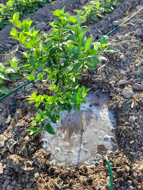 100 PLANTAS DE LIMON PERSA INJERTADO