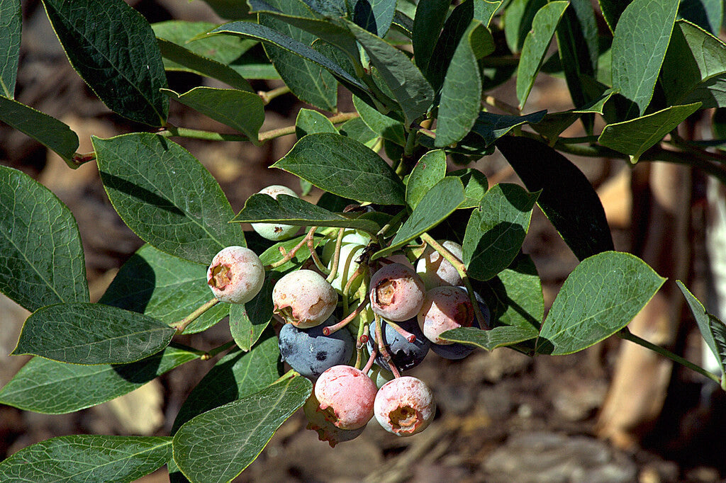 Planta ARANDANO AZUL BLUEBERRY (OJO DE CONEJO, BILOXI)