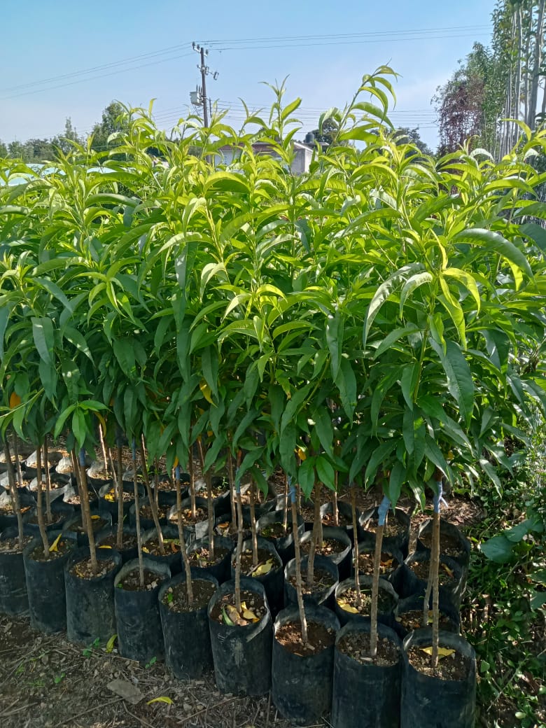 PLANTA DE DURAZNO INJERTADO (ORO AZTECA, DIAMANTE, DONA, JULIALBERT).