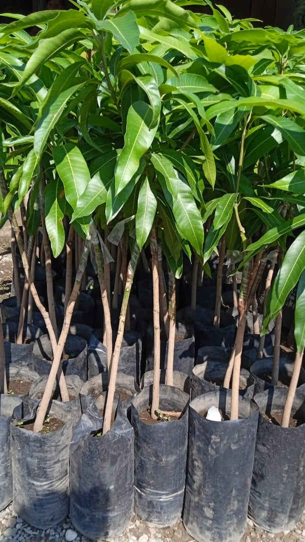 PLANTA MANGO (MANILA, PETACON, ATAULFO)