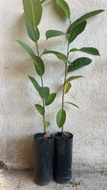 PLANTA DE YAKA
