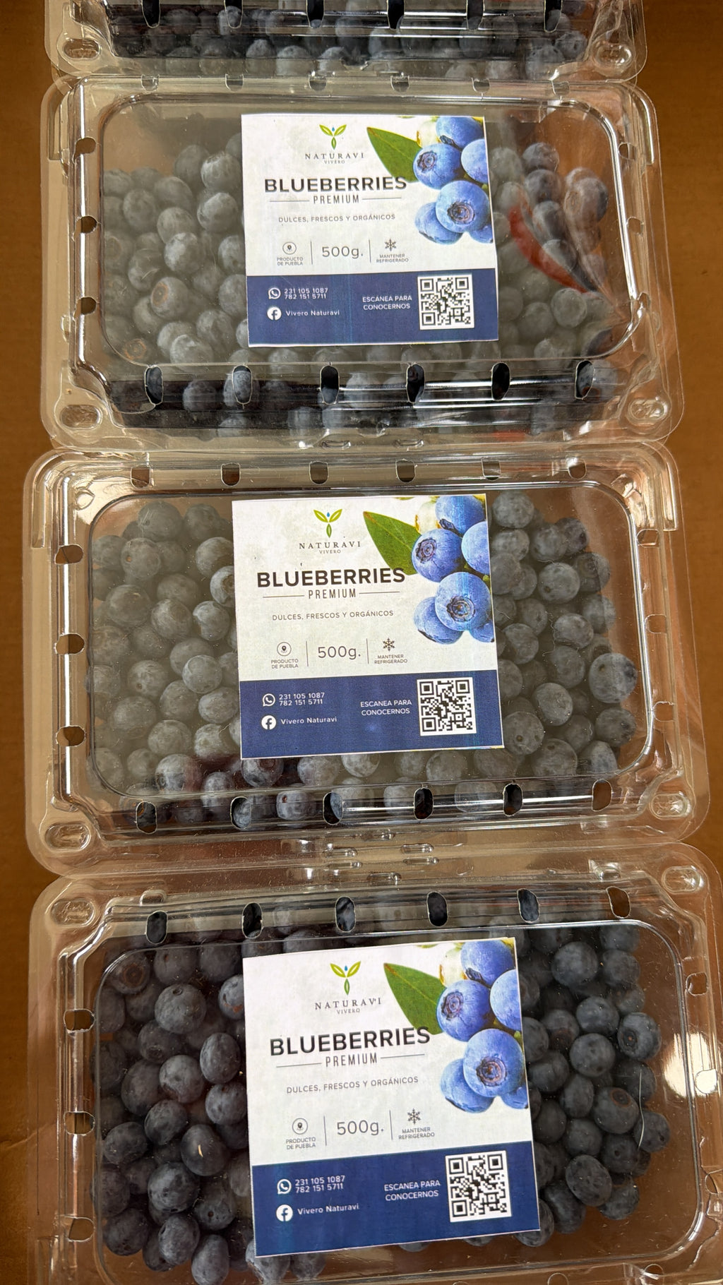 5kg Blueberry Fresco Empacado