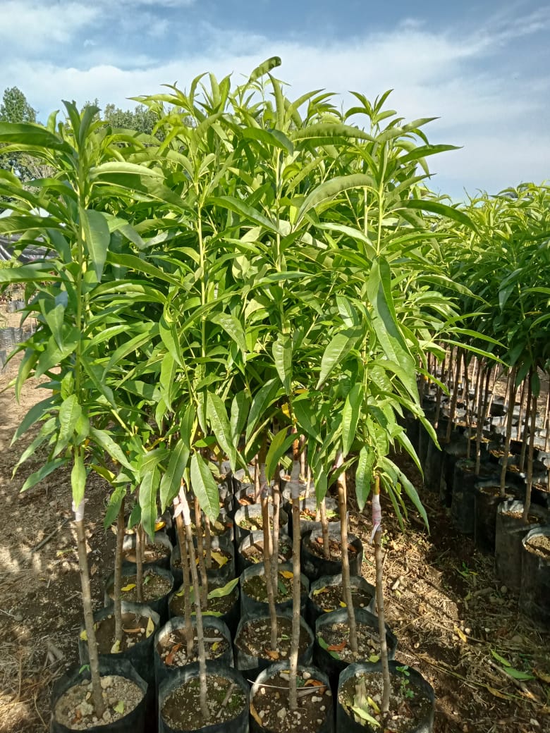 PLANTA DE DURAZNO INJERTADO (ORO AZTECA, DIAMANTE, DONA, JULIALBERT).