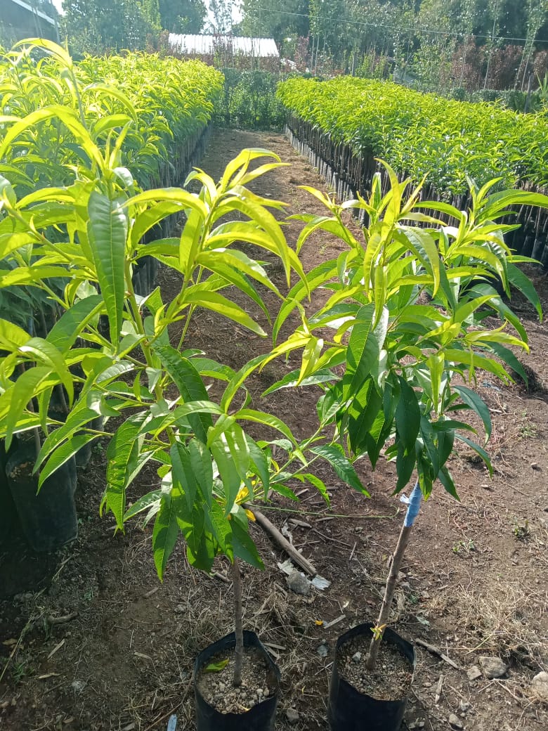 PLANTA DE DURAZNO INJERTADO (ORO AZTECA, DIAMANTE, DONA, JULIALBERT).
