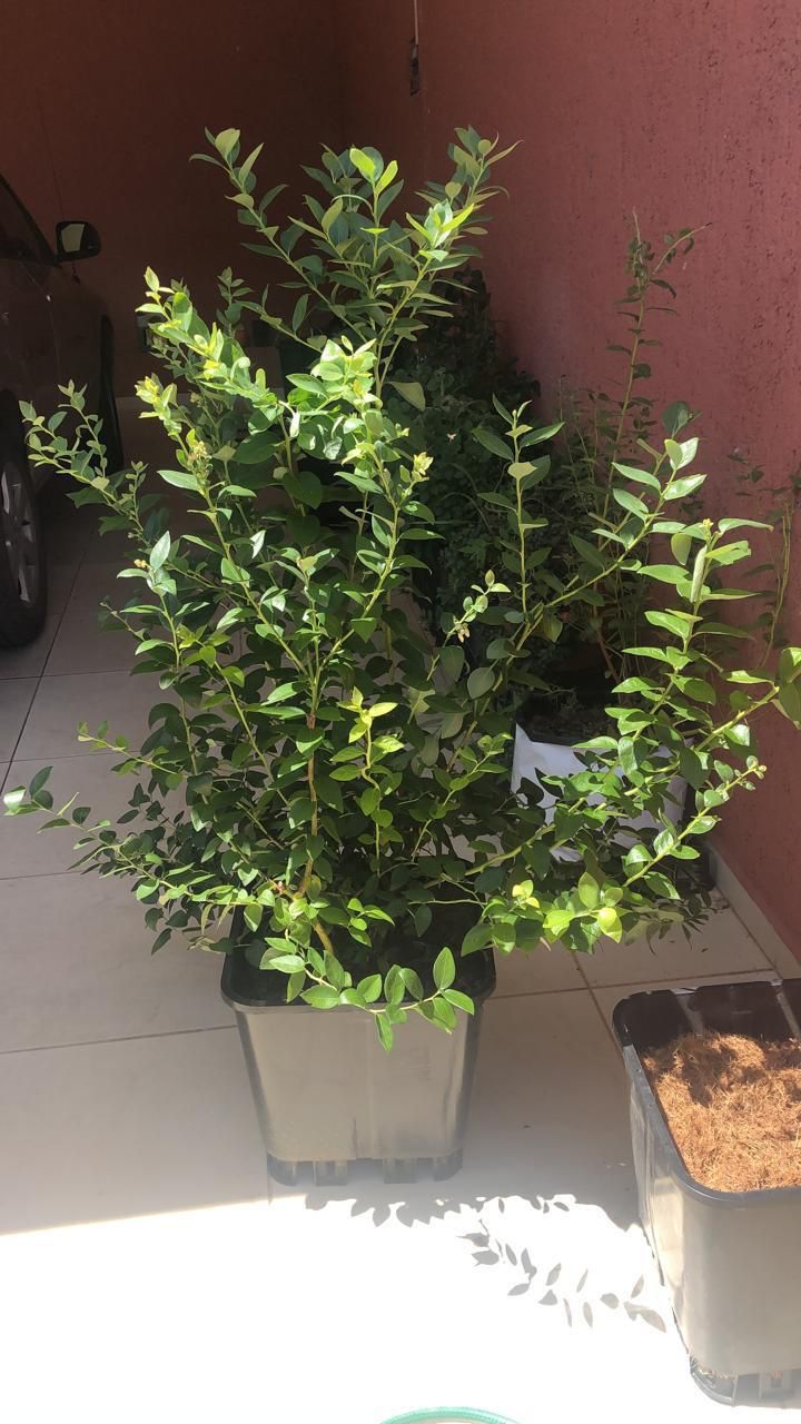 Planta ARANDANO AZUL BLUEBERRY (OJO DE CONEJO, BILOXI)