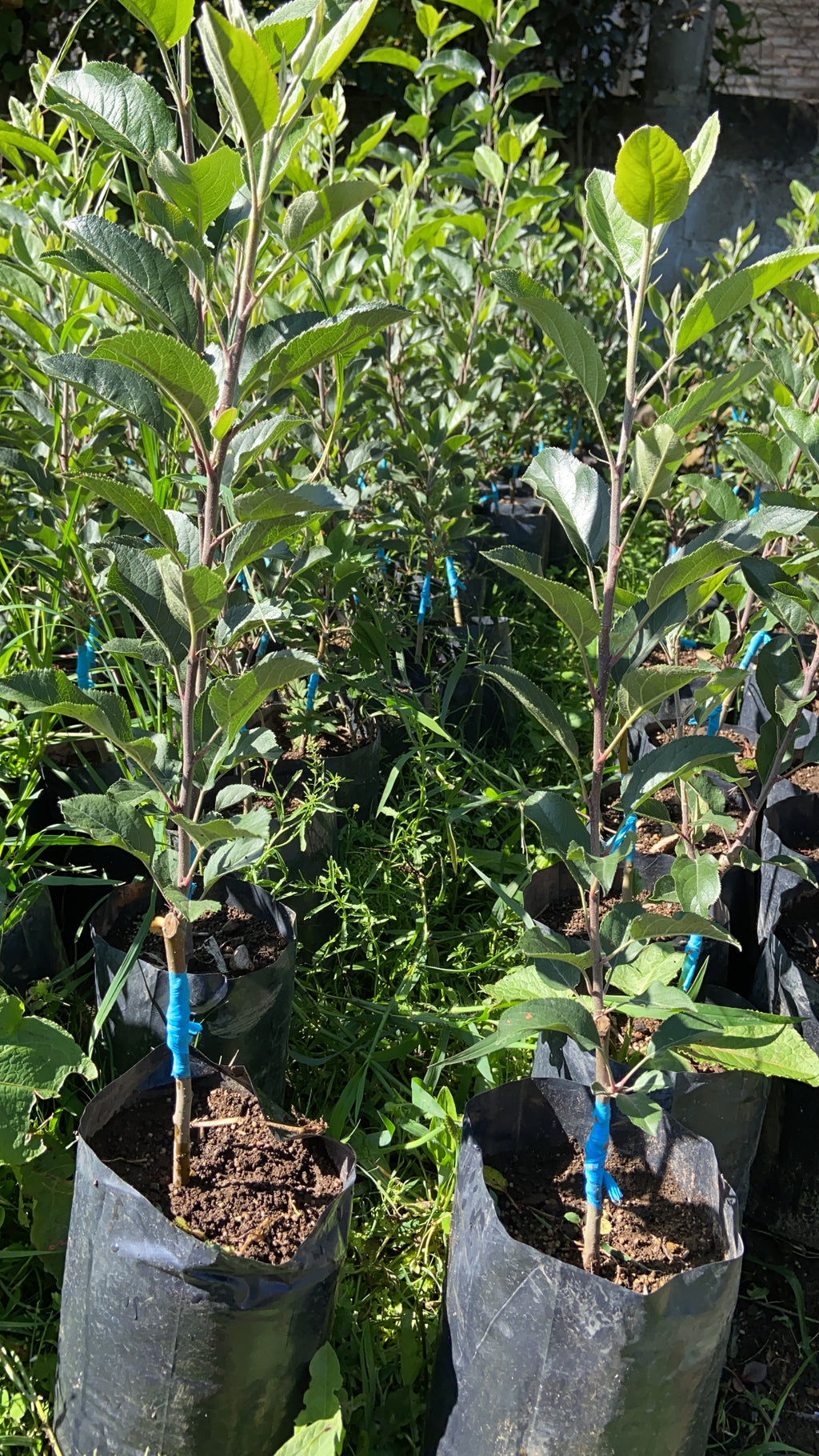PLANTA MANZANA (GALA, RED DELICIOUS, GOLDEN)