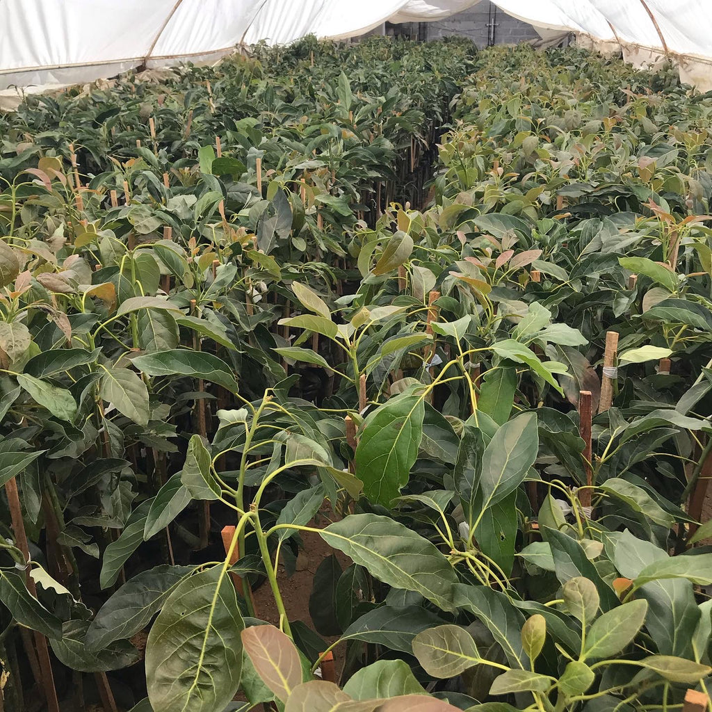 PLANTA AGUACATE HASS MEJORADO INJERTADO
