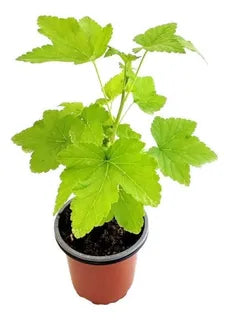 PLANTA GROSELLA MEXICANA