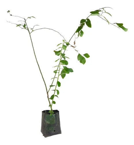 Planta ARANDANO AZUL BLUEBERRY (OJO DE CONEJO, BILOXI)