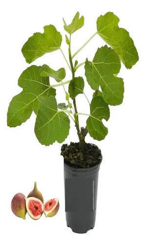 PLANTA DE HIGO (BROWN TURKY, SAN PIERO, BREVA MEXICANA)