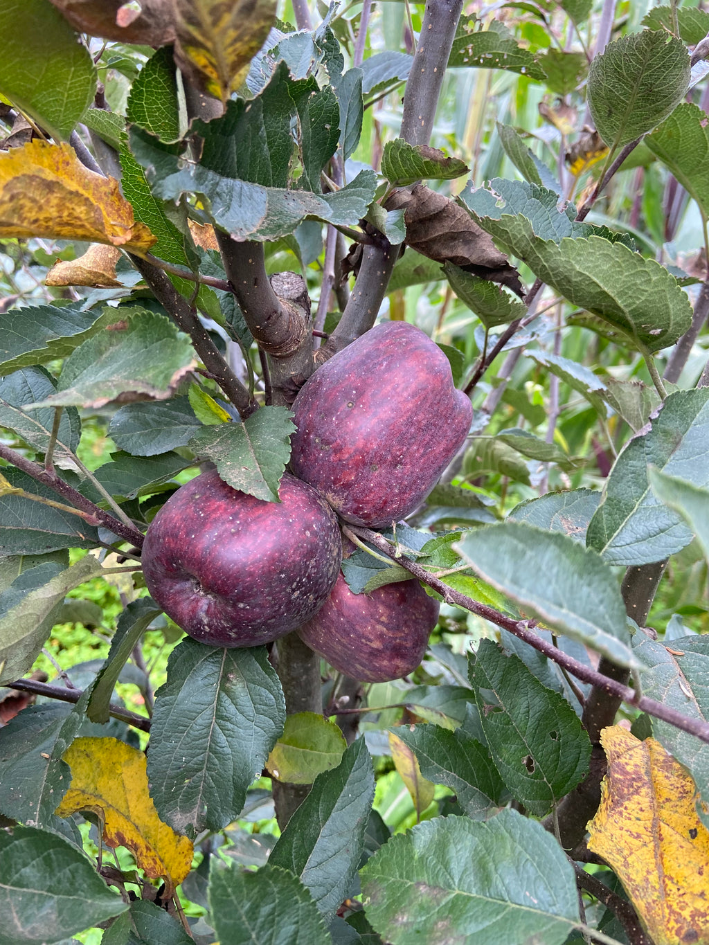 PLANTA MANZANA (GALA, RED DELICIOUS, GOLDEN)