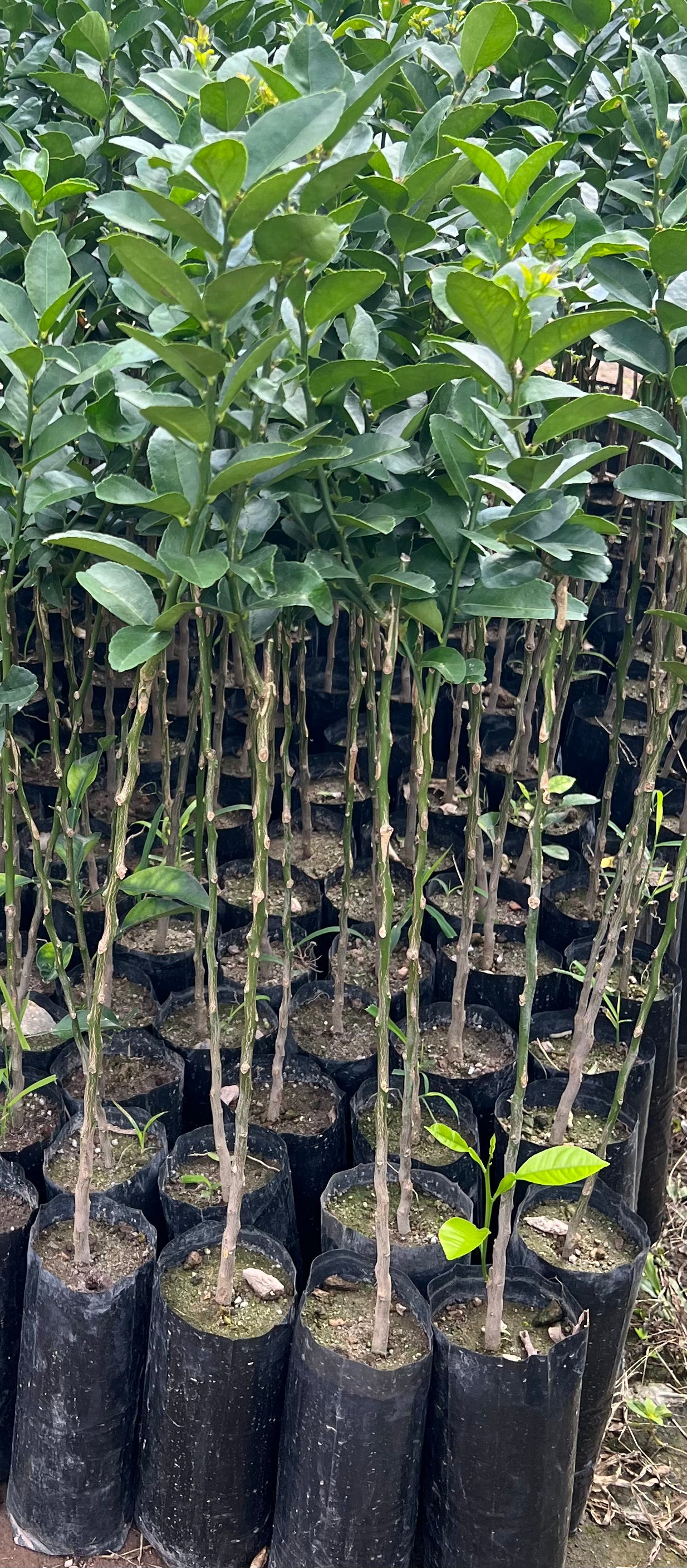 50 PLANTAS DE LIMON (PERSA, COLIMA, TEQUILERO, ITALIANO)