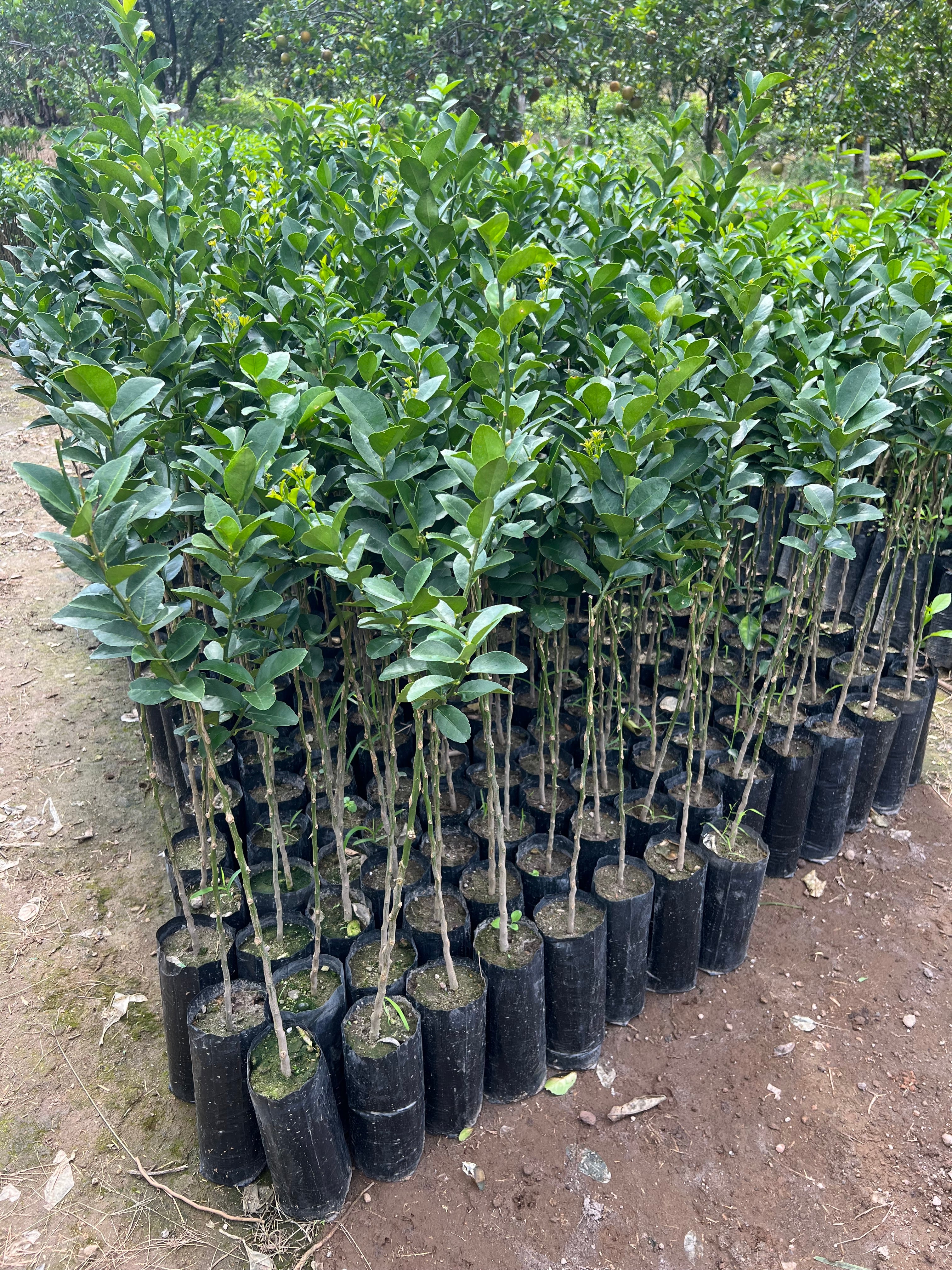 50 PLANTAS DE LIMON (PERSA, COLIMA, TEQUILERO, ITALIANO)