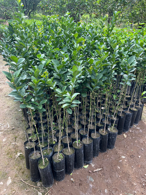 50 PLANTAS DE LIMON (PERSA, COLIMA, TEQUILERO, ITALIANO)