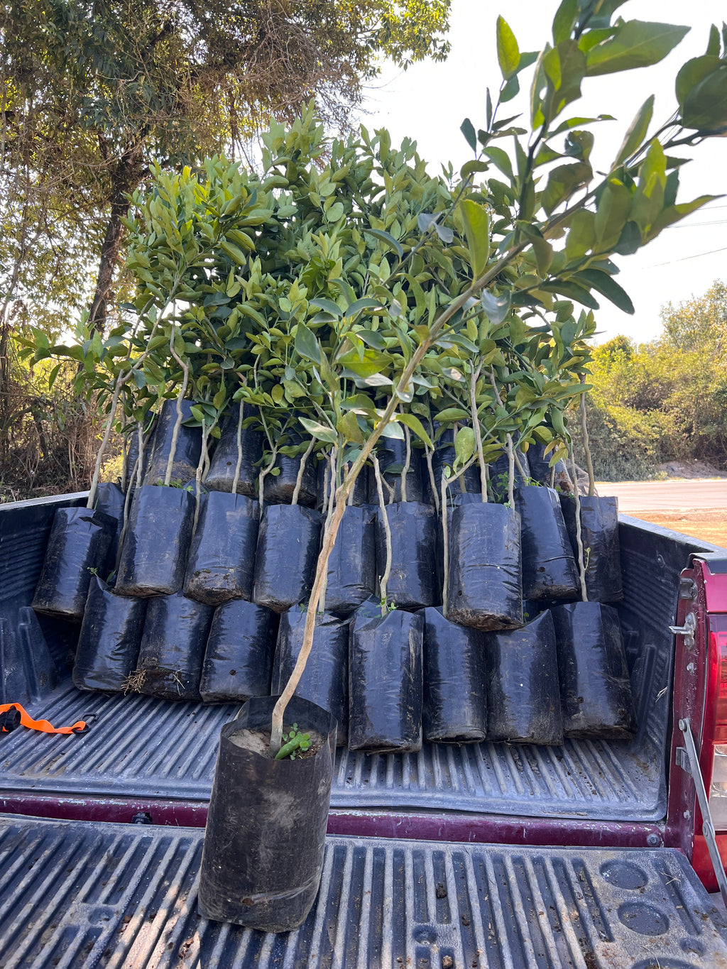 100 PLANTAS DE LIMON PERSA INJERTADO