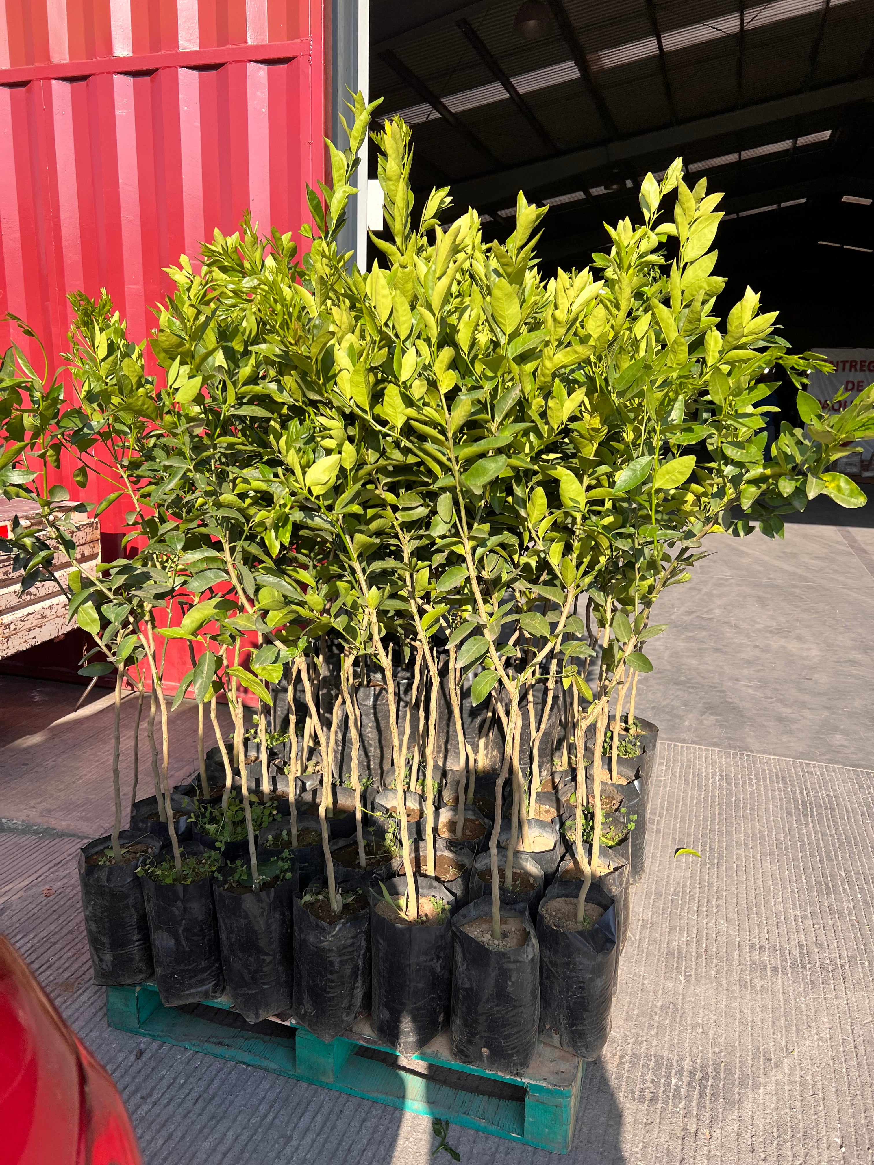 100 PLANTAS DE LIMON PERSA INJERTADO