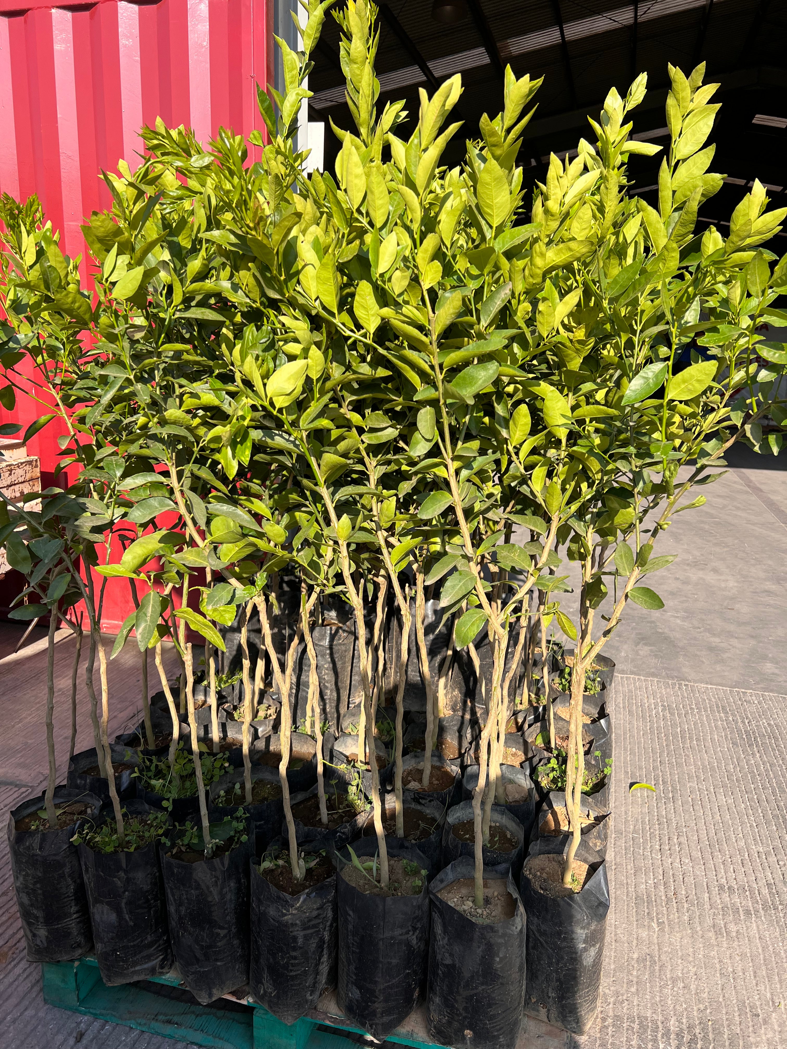100 PLANTAS DE LIMON PERSA INJERTADO