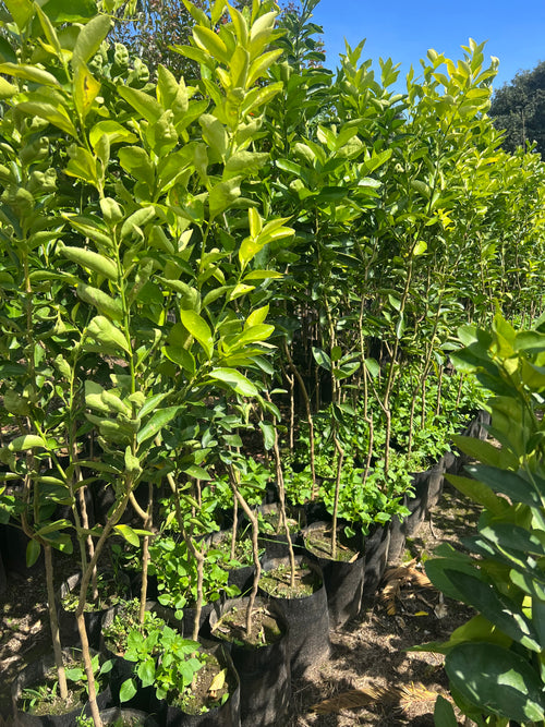 100 PLANTAS DE NARANJA INJERTADAS