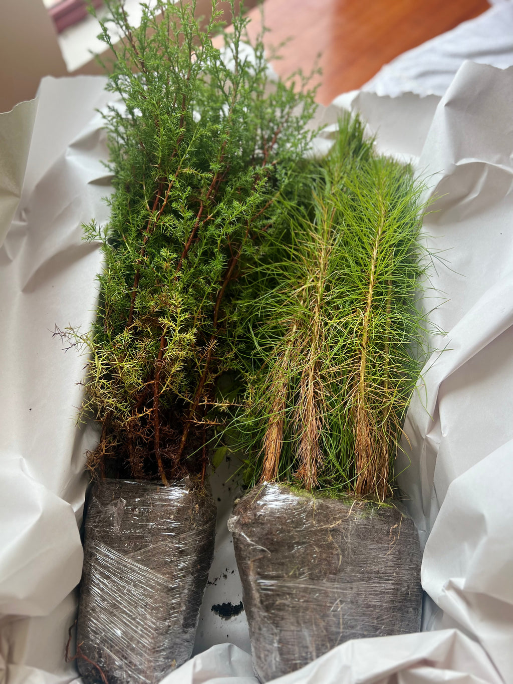 PINOS FORESTACIÓN (PATULA, PSEUDOSTROBO, MOCTEZUMA, PIÑON, CEDRO BLANCO)