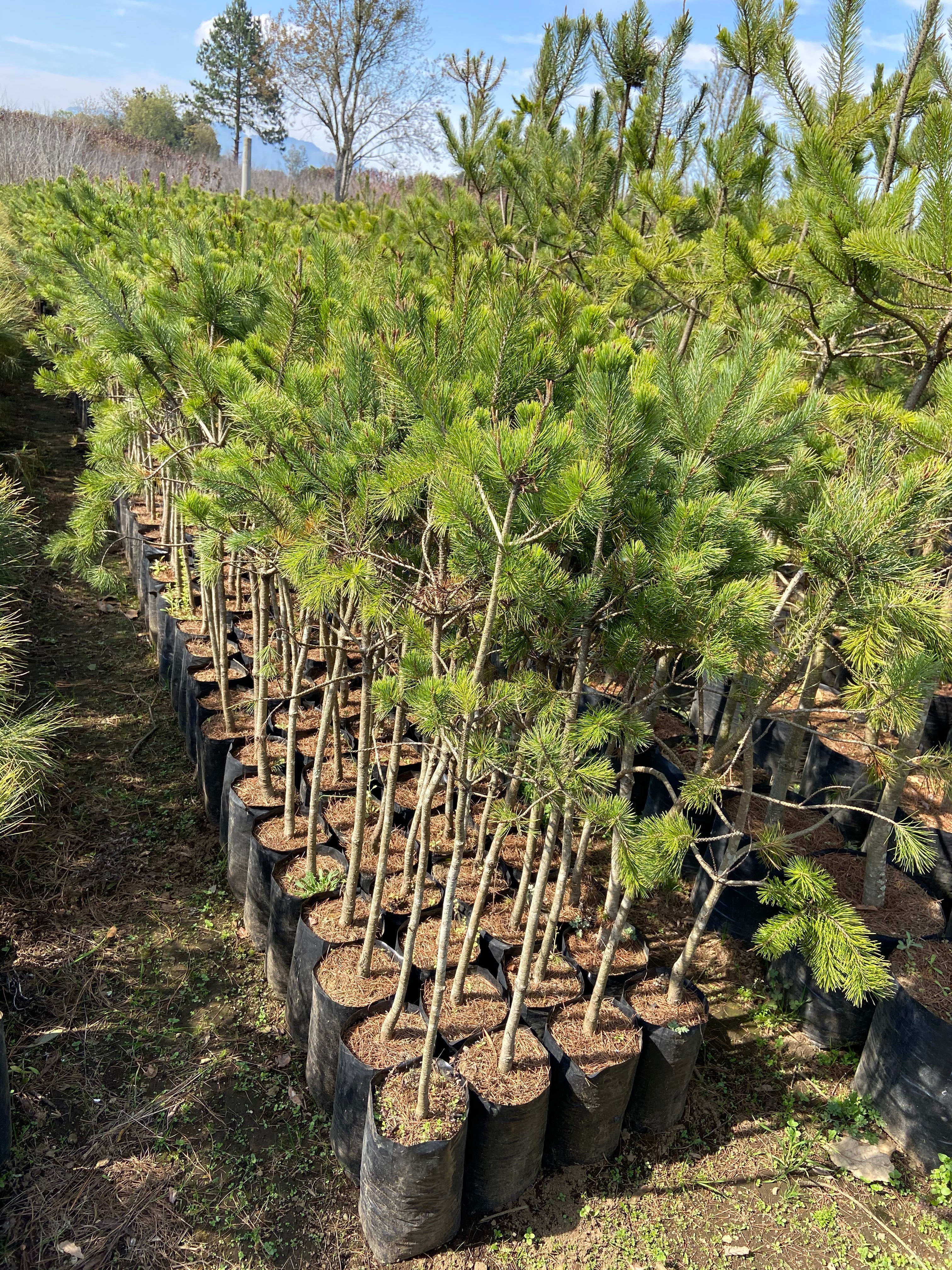 PINOS FORESTACIÓN (PATULA, PSEUDOSTROBO, MOCTEZUMA, PIÑON, CEDRO BLANCO)