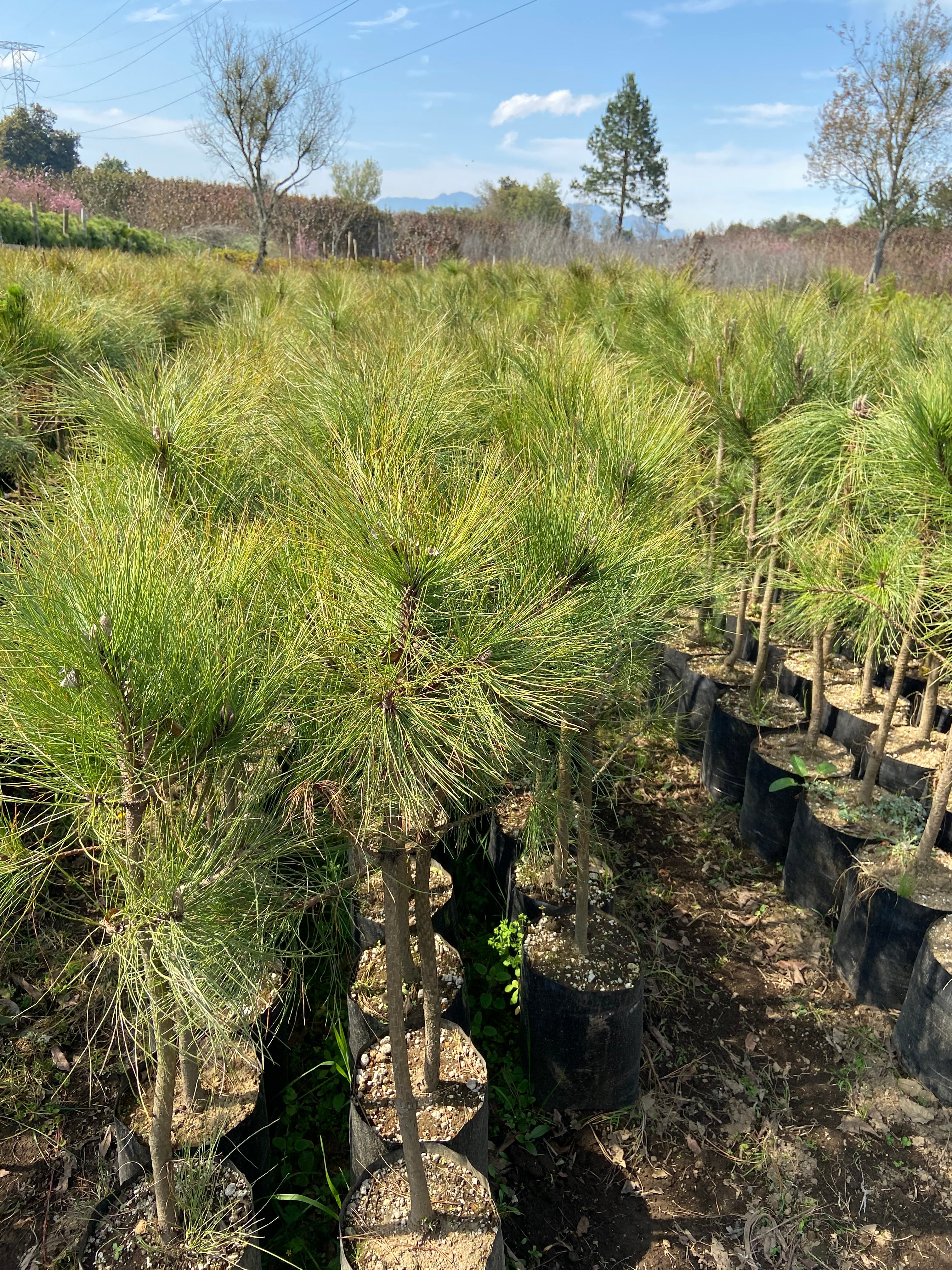 PINOS FORESTACIÓN (PATULA, PSEUDOSTROBO, MOCTEZUMA, PIÑON, CEDRO BLANCO)