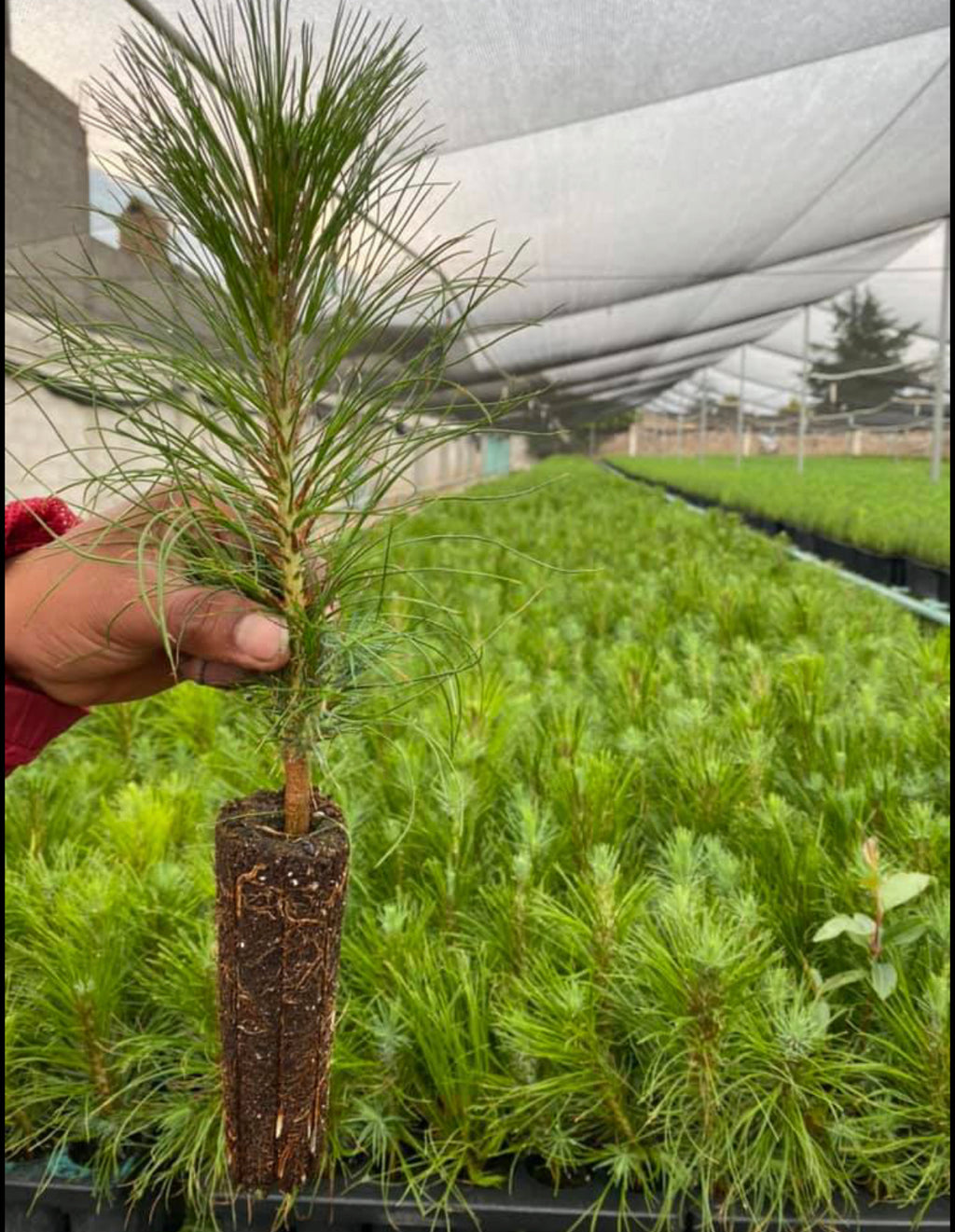 PINOS FORESTACIÓN (PATULA, PSEUDOSTROBO, MOCTEZUMA, PIÑON, CEDRO BLANCO)