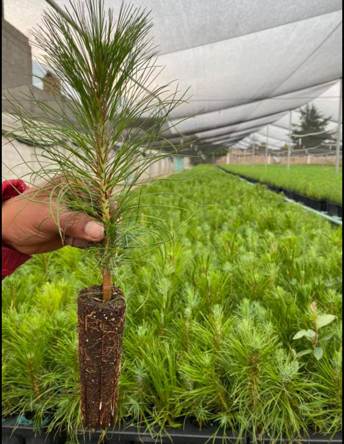 PINOS FORESTACIÓN (PATULA, PSEUDOSTROBO, MOCTEZUMA, PIÑON, CEDRO BLANCO)