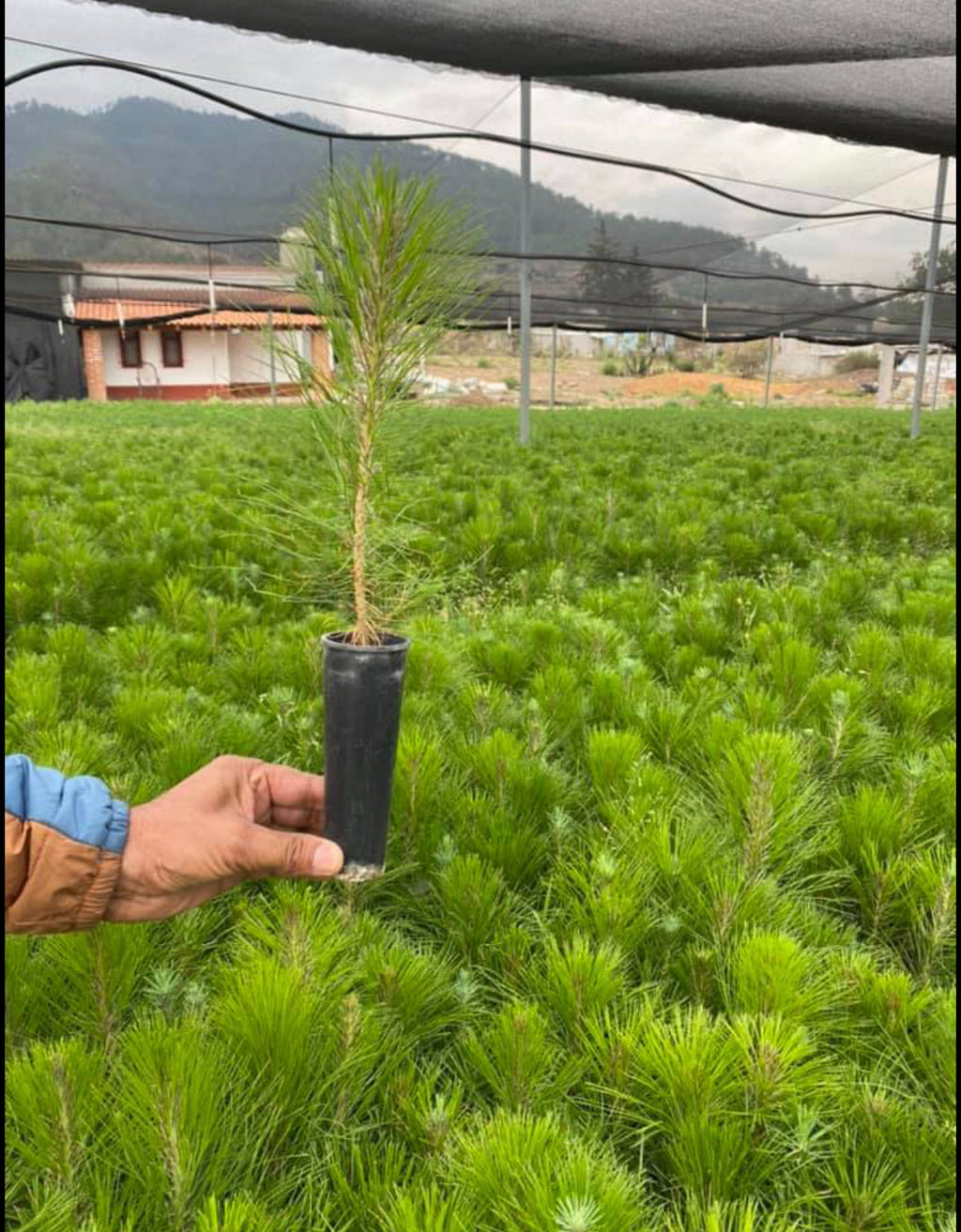 PINOS FORESTACIÓN (PATULA, PSEUDOSTROBO, MOCTEZUMA, PIÑON, CEDRO BLANCO)