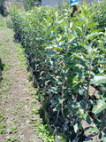 PLANTA MANZANA (GALA, RED DELICIOUS, GOLDEN)