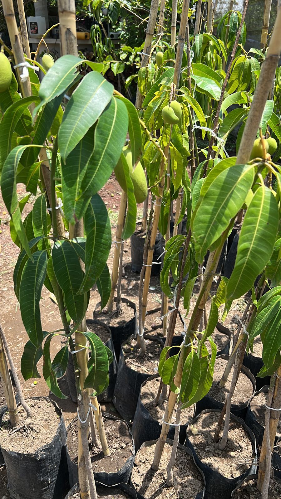 PLANTA MANGO (MANILA, PETACON, ATAULFO)