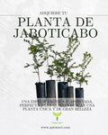 PLANTA DE JABOTICABO