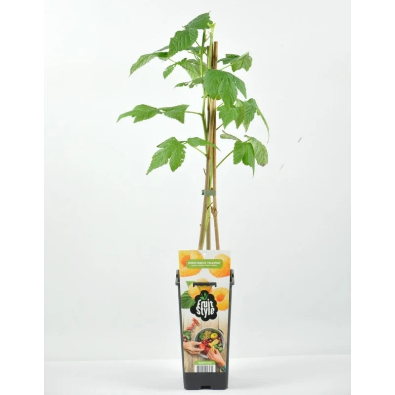 PLANTA FRAMBUESA (ROJA ROYALTY, AMARILLA GOLDEN)