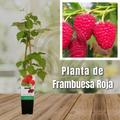 PLANTA FRAMBUESA (ROJA ROYALTY, AMARILLA GOLDEN)
