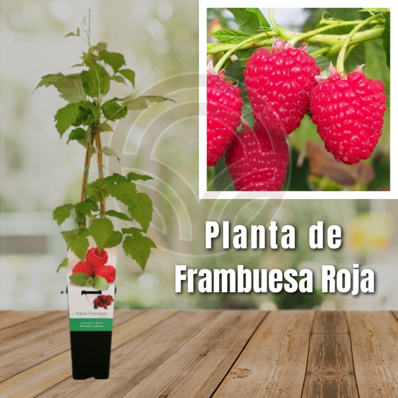 PLANTA FRAMBUESA (ROJA ROYALTY, AMARILLA GOLDEN)