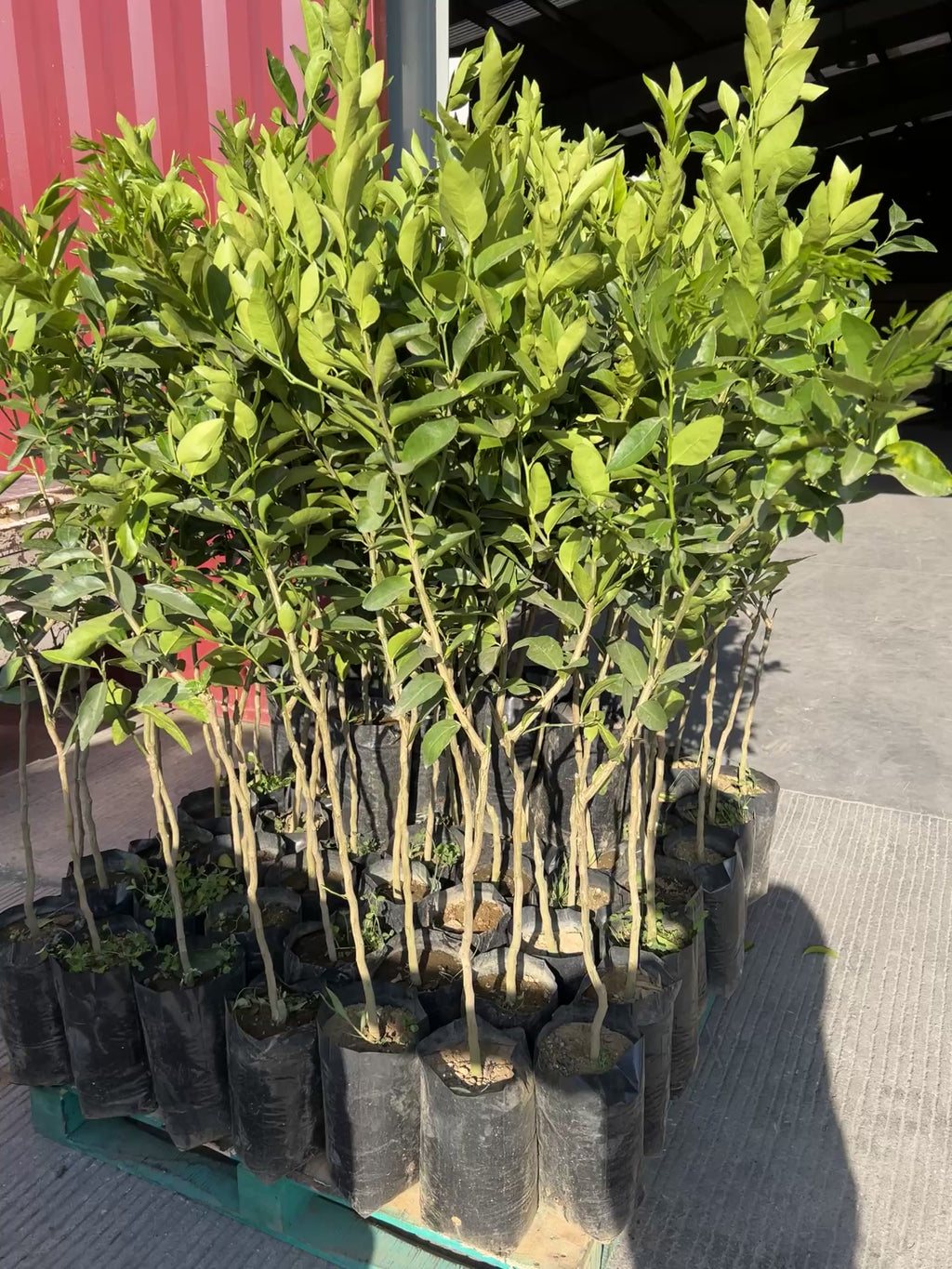 100 PLANTAS DE LIMON PERSA INJERTADO