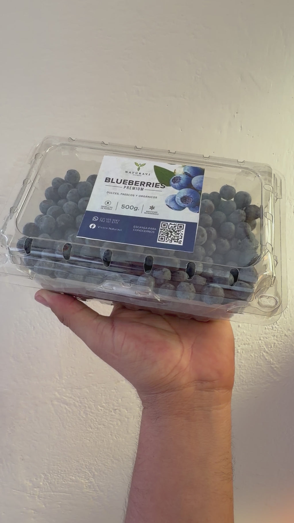 5kg Blueberry Fresco Empacado