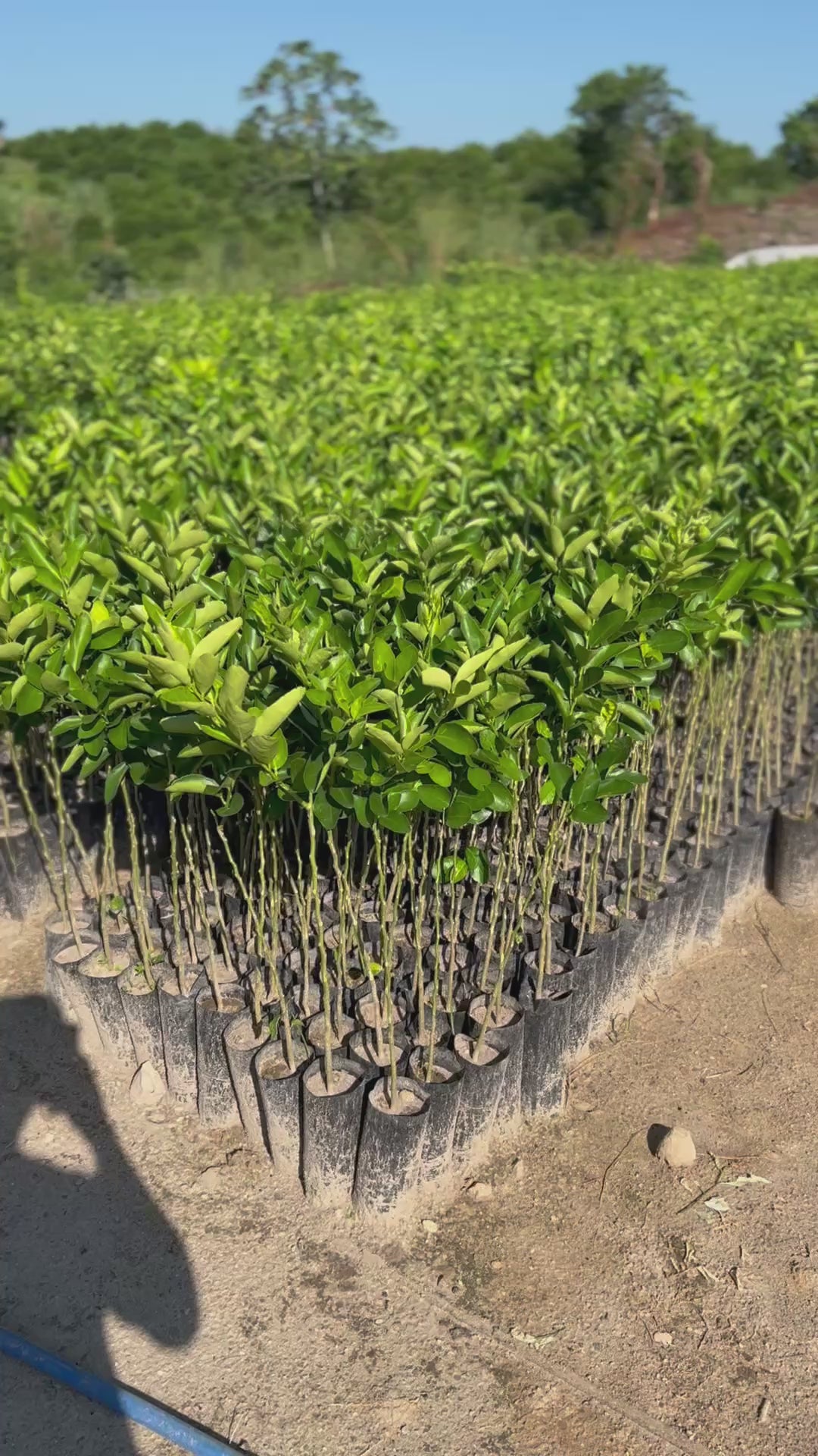 30 Plantas de limón Persa