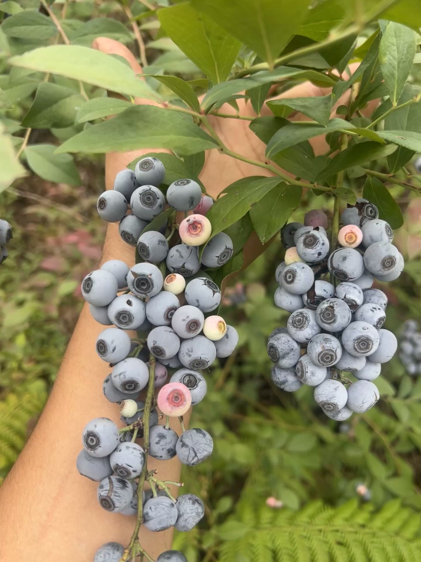 Planta ARANDANO AZUL BLUEBERRY (OJO DE CONEJO, BILOXI)