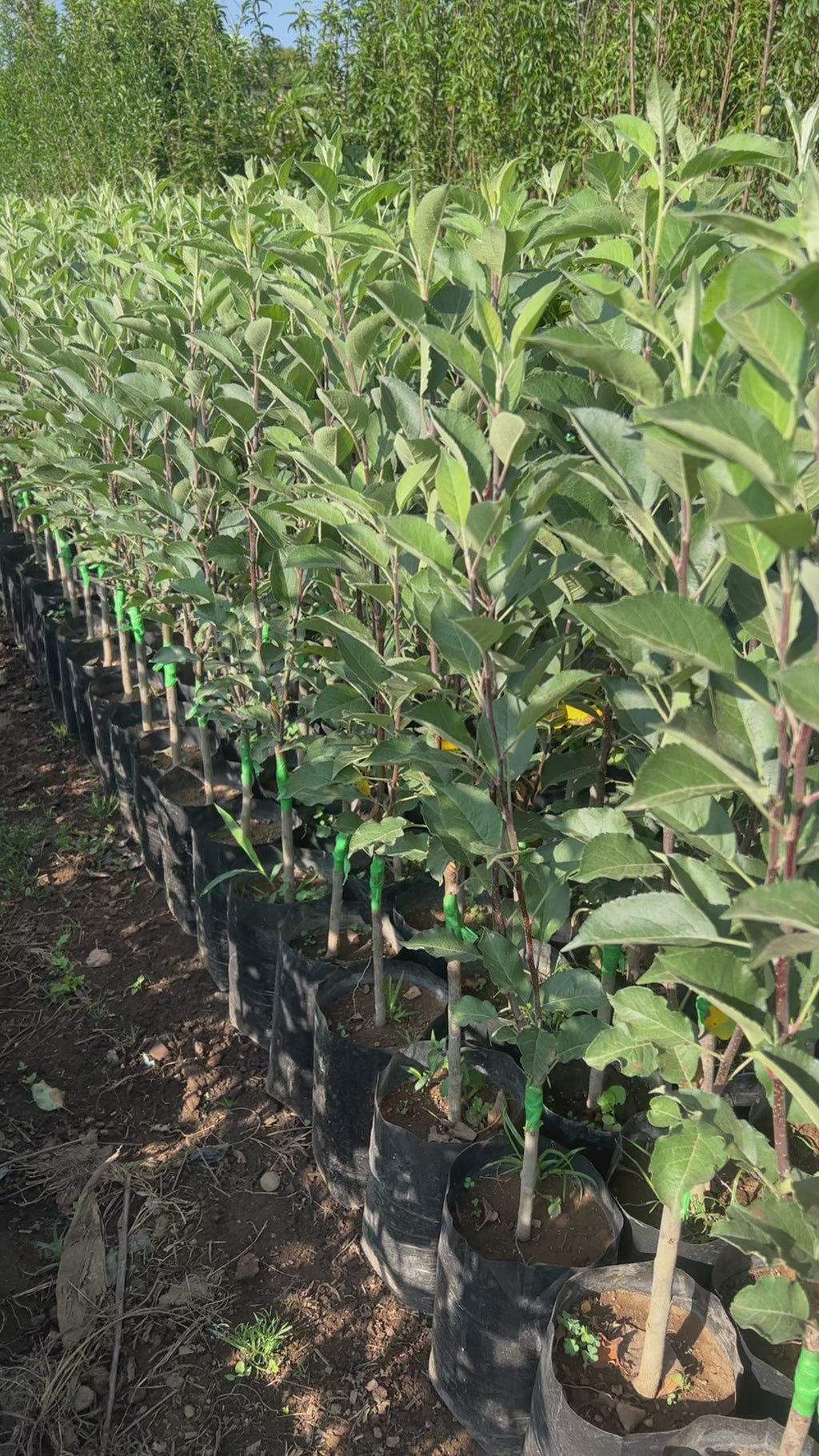 PLANTA MANZANA (GALA, RED DELICIOUS, GOLDEN)