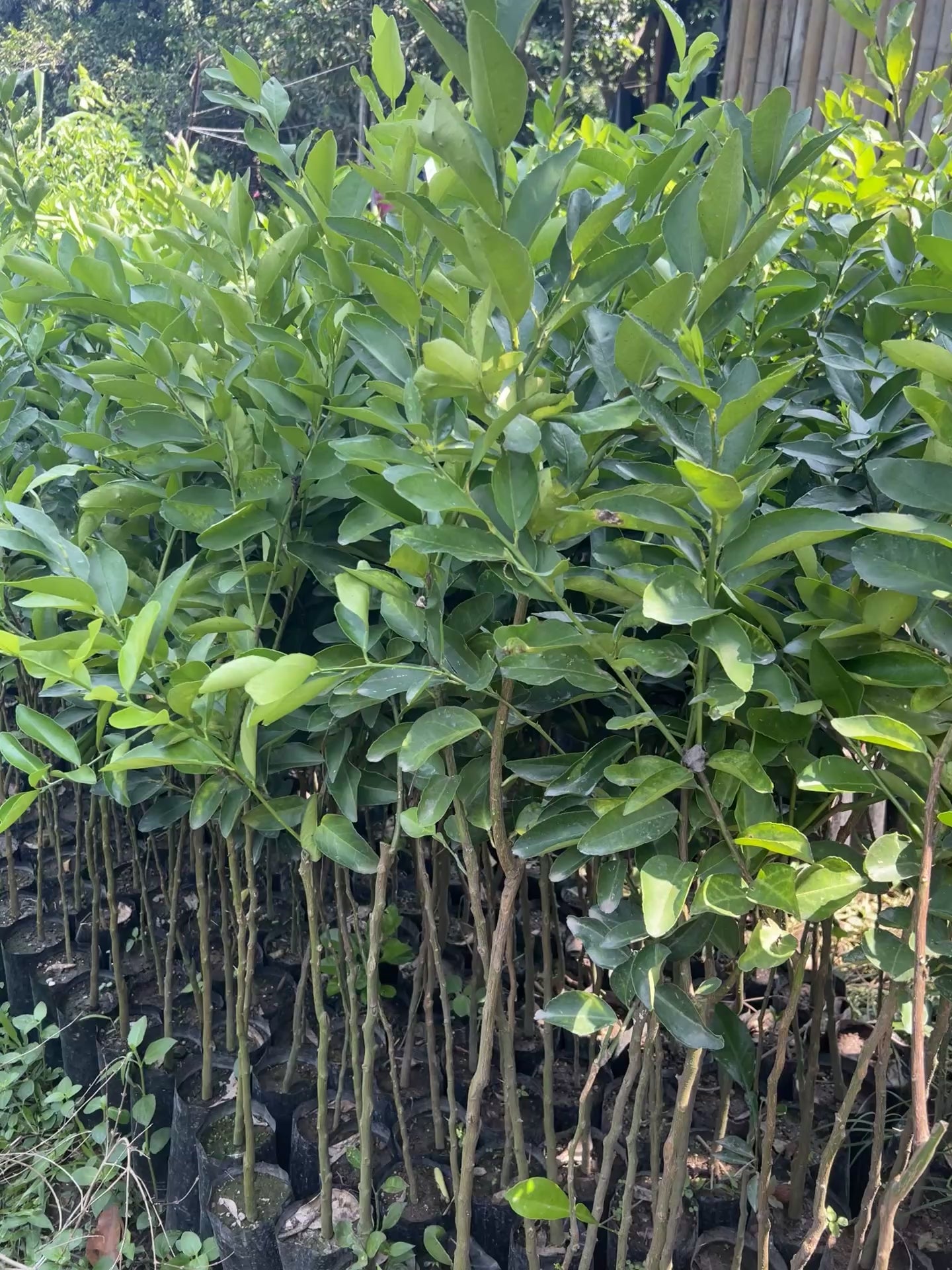 30 Plantas de limón Persa