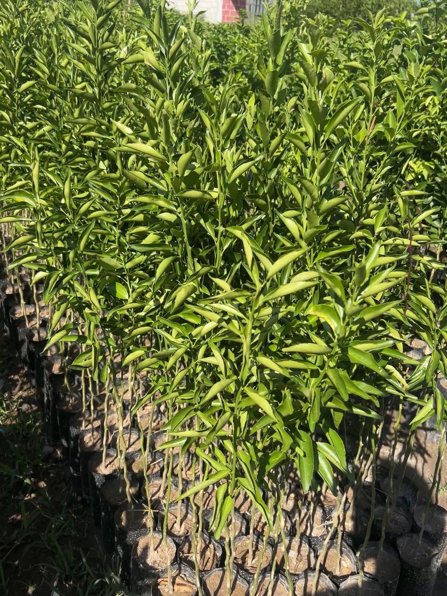 100 PLANTAS DE NARANJA INJERTADAS