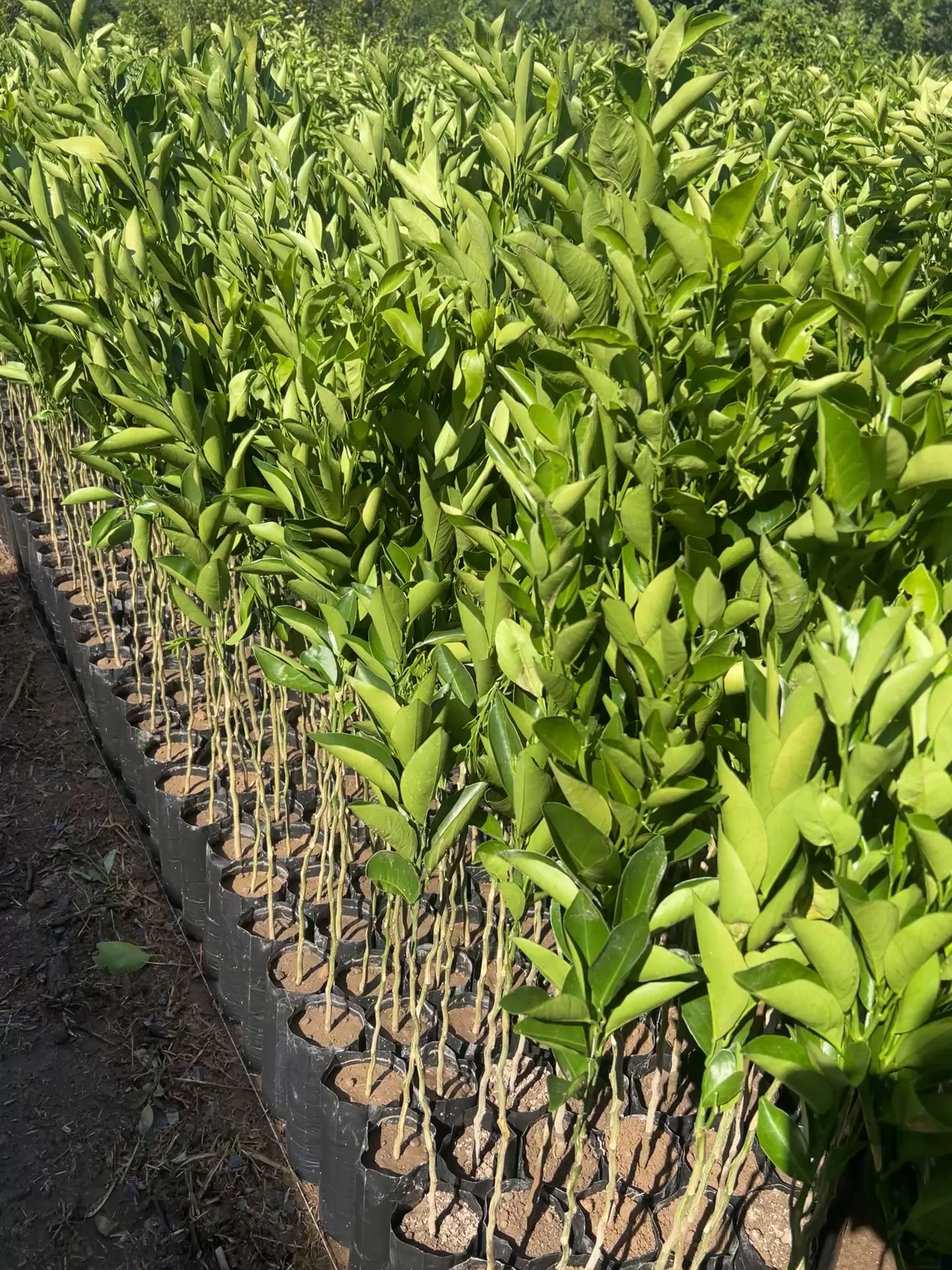 50 PLANTAS DE LIMON (PERSA, COLIMA, TEQUILERO, ITALIANO)